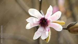 Flowers in spring series: Blossoms of pink Magnolia flowers in breeze. Blooming magnolia tree in the spring, close up view, 4K movie, slow motion.