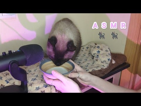 ASMR|| Mon chat vous endort. Asmr felin🐈‍⬛💤😴