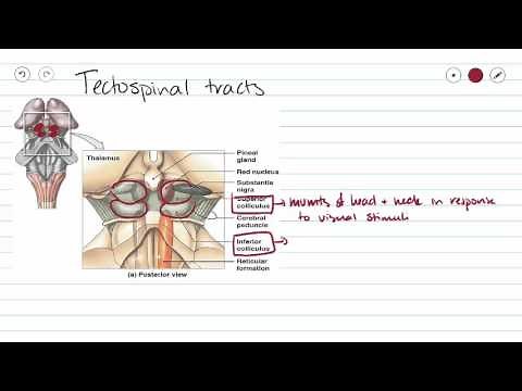 Medial Motor Pathways