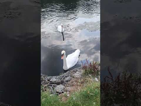 Beautiful Swan Swimming in the River | Relaxing Nature Video 🦢🌊wonders of Nature