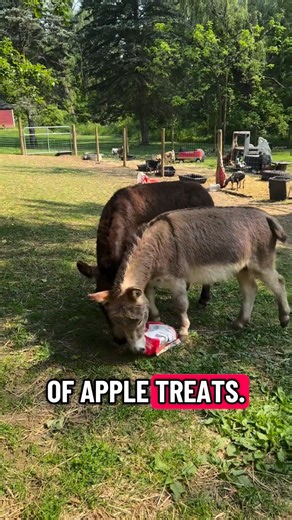 These animals haven’t had a snack in minutes. 😭 Watch, like, and share to help us end the heartbreak of empty feed buckets. 💚 (All animals are happy, healthy, and extremely dramatic.) 🎁 Amazon Wish List link below — every treat makes a difference! | Fallen Willow Acres
