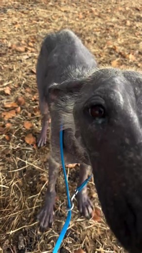 Unrecognizable. ❤️ #rescuedog #germanshepherd | rescue dog