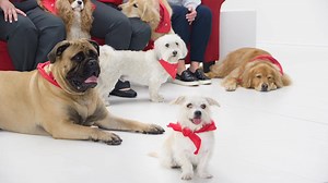 85 reactions · 11 shares | DOGS + RED COUCH + VICTORY BOULEVARD =...