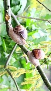 Snails can Sleep for 3 YEARS?! 💤🐌