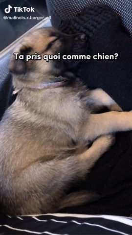 Conseils pour nourrir un chiot malinois de 5 mois