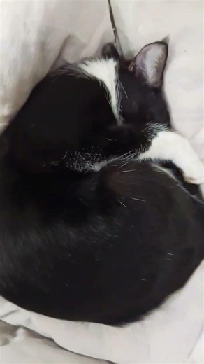 when the cat's are sleeping in circle shape