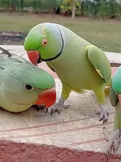 Ringneck Parrot Welcomes Baby Alexandrine Parrot