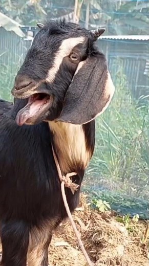 Funny Goat Animal Short Video | Cute Goat Moments & Silly Sounds #shorts