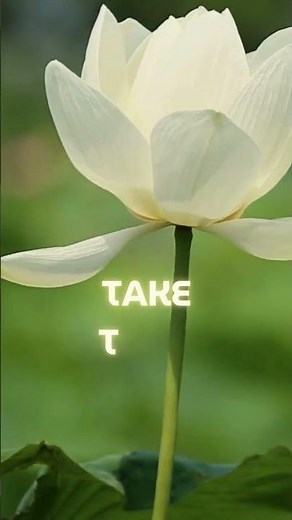 The Ultimate Flower 4K Relaxation Video You Can’t Miss!