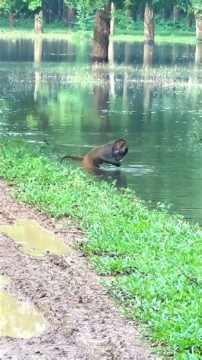 Watch a very cool video of what the water-drenched T-shirt is doing😃🙈😁 #reels #virals #monkey