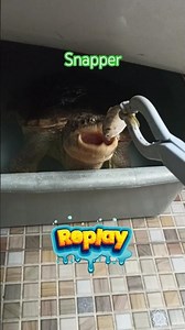 Feeding Animals - Common Snapping Turtle