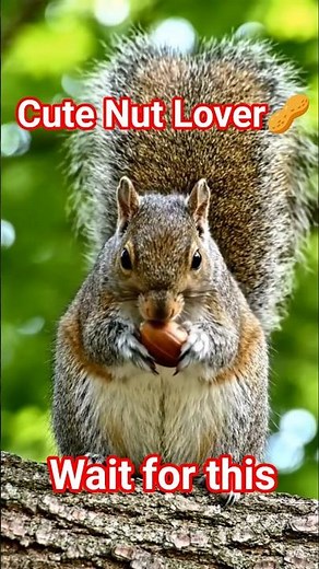 Squirrel Enjoying Crunchy Nuts in Nature 🌿