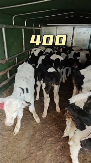 Simmental improved bull calf, weaned cow, weaned bull, suckling calf #calves #calfrearing #calfbarn