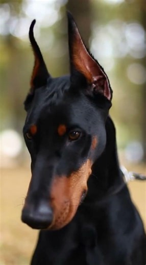 Why Your Doberman Won’t Listen: 3 Mistakes