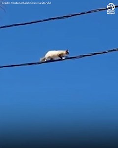 1.9M views · 10K reactions | Elusive cat climbs out on power line with an entire rescue team on her tail  ❤️ #cats | All brand | Facebook