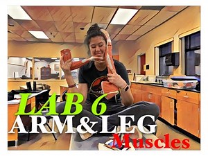 A&P 1 - Lab 6: Arm & Leg Muscles Review