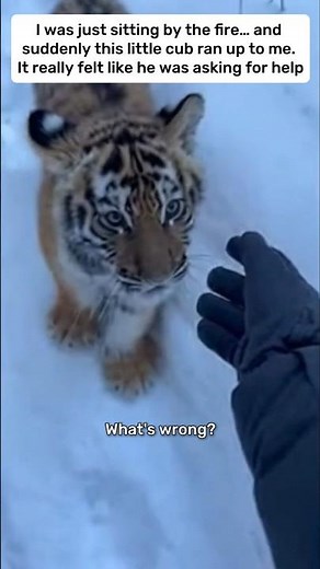The Day a Tiger Cub Asked Me for Help