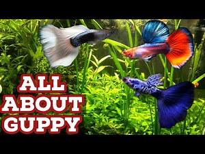 All About Guppy Fish | Guppy Fish Care | Most Easiest Aquarium Fish To Keep | Best Guppy Fish Guide