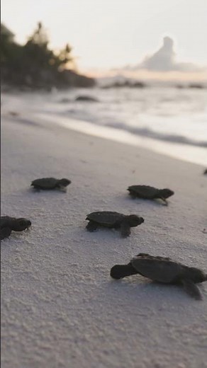 🐢 Baby Sea Turtles Race to the Ocean! 🌊 | So Absolutely Adorable!