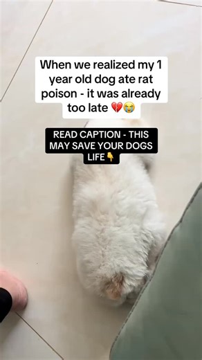 Divine Dogs | Most pet parents don’t realize that household items such as rat poison, chocolate, grapes, painkillers, recreational medication,... | Instagram