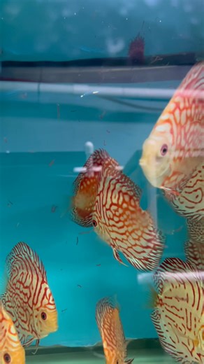 Discus eating well right next day! First lunch in USA! | Benjamin Tran