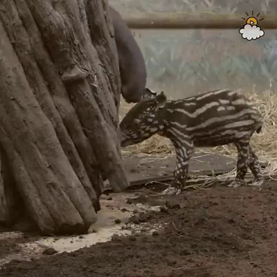 This newborn has enthralled visitors since his first appearance earlier this month - but wait until you see why Solo the Malayan tapir is so special! Read more: http://littlethings.us/4fmNEI | LittleThings