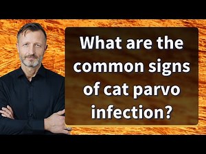 What are the common signs of cat parvo infection?