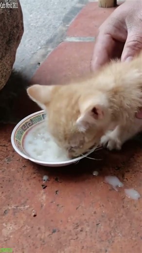 Cute Cats 😸 funny cats meme 🐈‍⬛ # Episode 5543