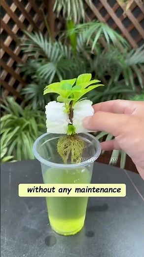 Hydrangea Propagation Tips | How to Grow New Plants from Cuttings