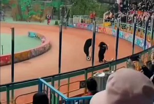 #bears #bearsoftiktok #animal #animals #animalsoftiktok #bearridebikes #circus #haha