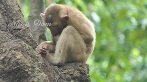Monkey Koca sleeping alone on the tree during in the rain | Lovely Monkey