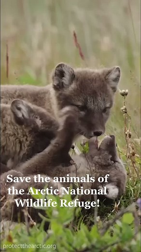 Support the Arctic Refuge: Save the Animals and Protect Their Home