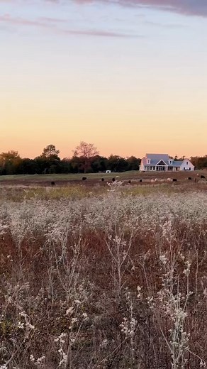 Sitting in the pasture, taking it all in ✨ #countryliving #texas #farmhouse #cows | Babesinfarmland | Facebook