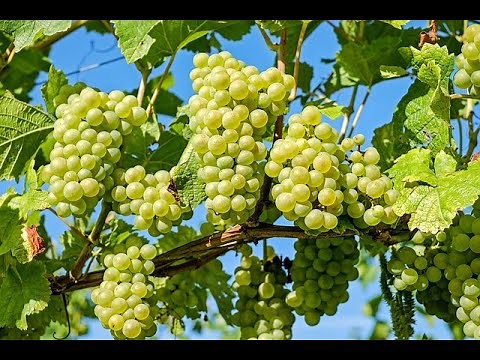 Everything You Need To Know About Climate Smart Agriculture| Methods And Practices