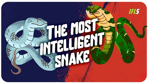 What Is The Most Intelligent Snake Species?
