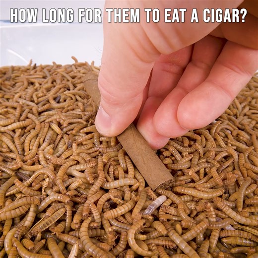 Mealworms vs. Cigar, Dragon Fruit, Sponge, Blueberry Pie, Sour Candy, White Strawberry, Cottage Cheese and Mozzarella Stick | WormLapse
