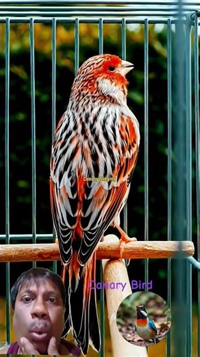 Canary Bird Chirping 🕊️#birds #birdsong #birdsinging #birdsounds #birdtrend #viral