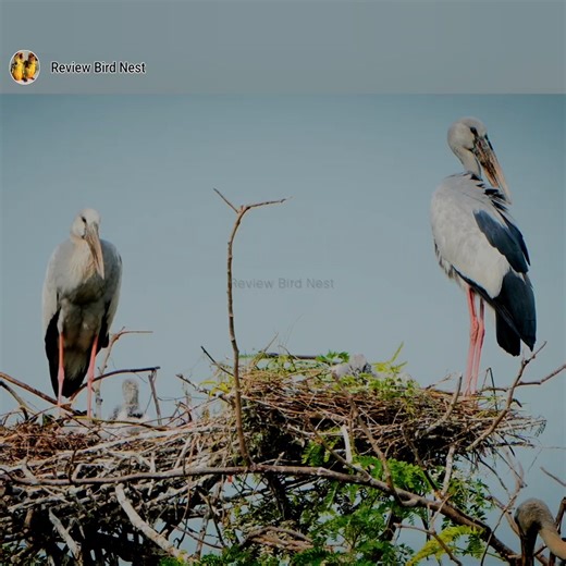 21K views · 587 reactions | Raising the Next Generation | Review Bird Nest | Facebook