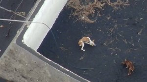Dog rescue operation in La Palma gets green light
