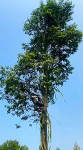 745K views · 2.8K reactions | Amazing skill cutting tree  | Making Video | Facebook