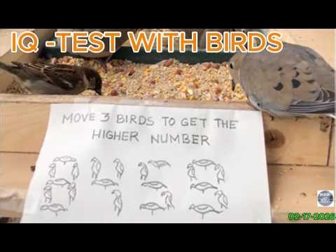 IQ TEST with Bird Feeder | Fun your Watching #iqtest #birds