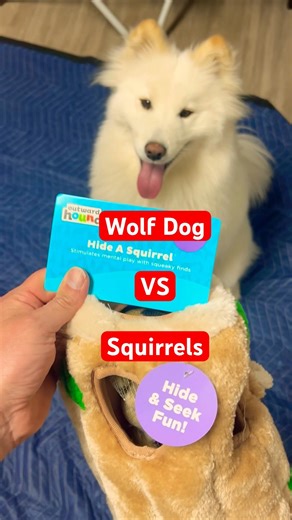 My Wolf Dog Thinks These Squirrels Are Real 🐺🐿️