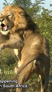 Hunted the lion with incredible bow hunting skills.कमाल के धनुष से शेर का शिकार किया।#shorts #africa