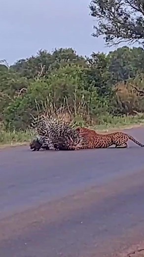 895K views · 4.5K reactions | Porcupine VS Leopard! | Wild Tings | Facebook