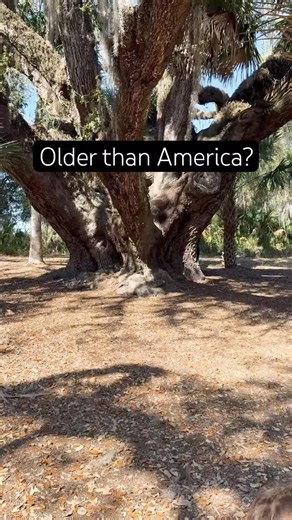 Floridas 2nd oldest live oak. #nature #bigtree #florida #history #respect