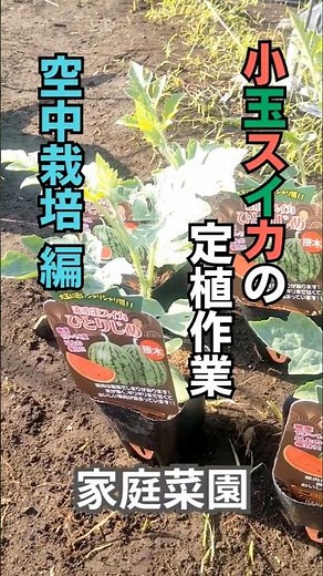 【家庭菜園】空中栽培！小玉スイカの定植作業 #家庭菜園 #ガーデニング初心者 #農業 #現代農業 #shorts #庭作業 #スイカの育て方