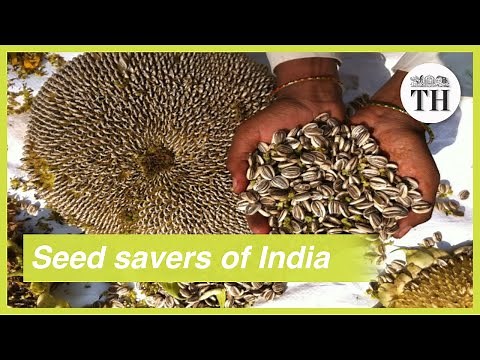 Meet India's seed savers who keep its agricultural diversity alive