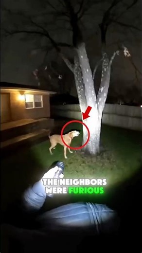 He Barked At This Tree Every Night... Then They Looked Inside 😳