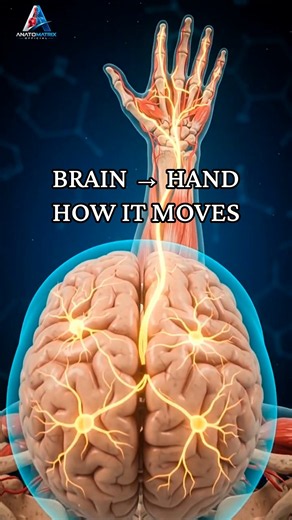 How Your Brain Controls Hand Movement 🧠 | Nerves & 3D Animation