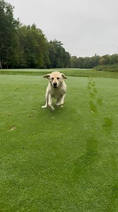 40K views · 2K reactions | Winston’s brakes need a tune-up. | Dan Brown | Facebook